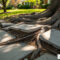 Under Pressure: Managing Tree Roots for Smooth Sidewalks